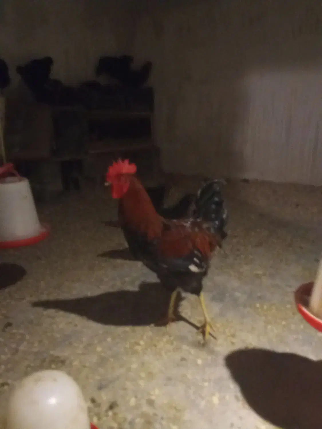 خروس محلی|حیوانات مزرعه|نوشهر, |دیوار