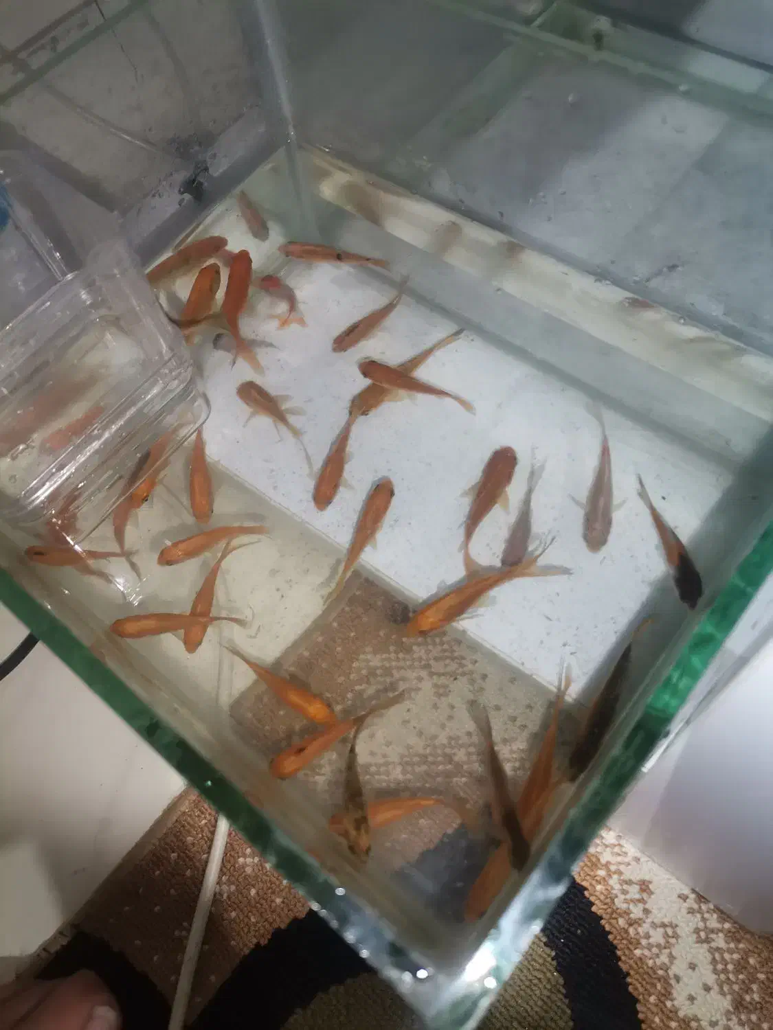 ماهی قرمز اکواریومی|ماهی|ساوه, |دیوار