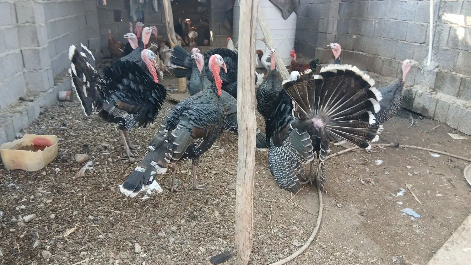 تخم بوقلمون موجود|حیوانات مزرعه|بندر گناوه, |دیوار