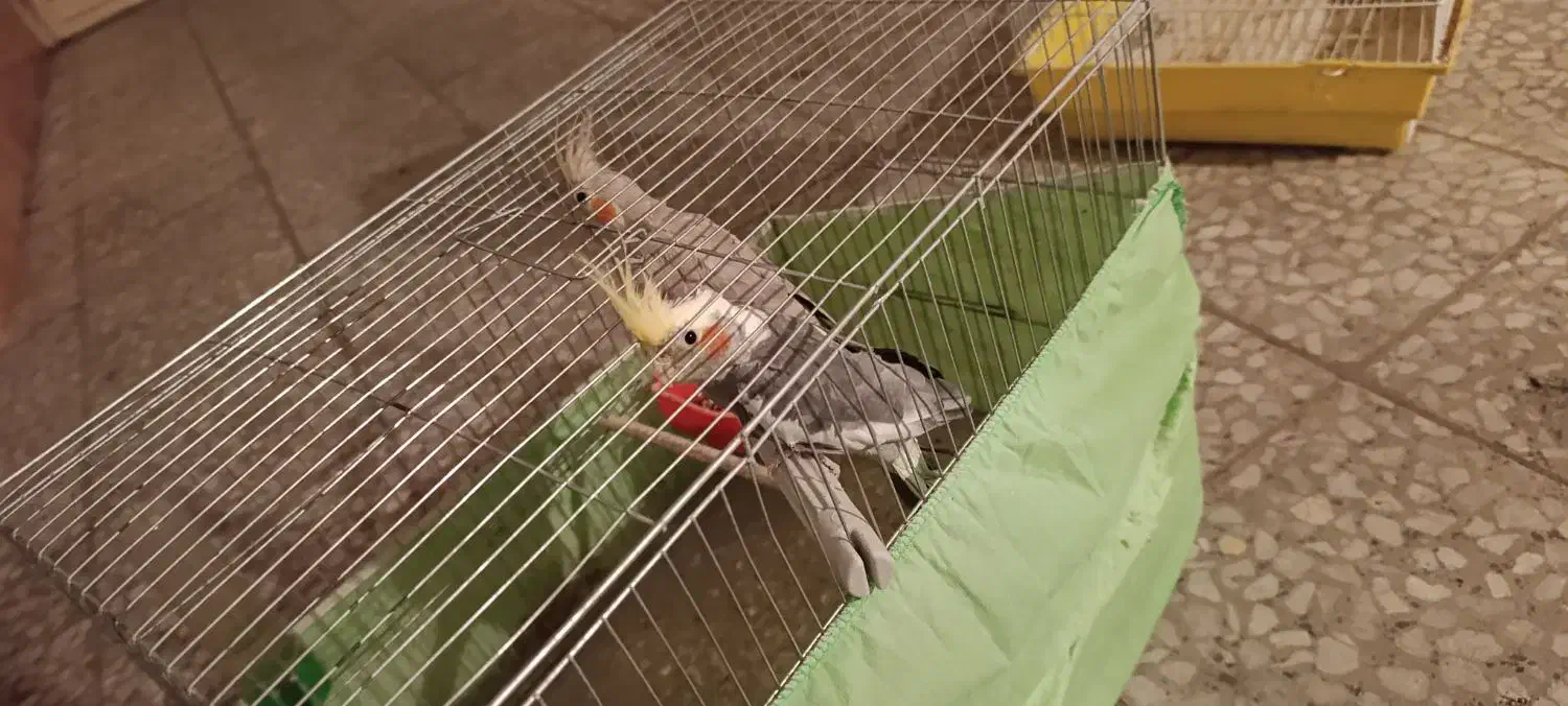 عروس با لوازم|پرنده|محمدیه-قزوین, |دیوار