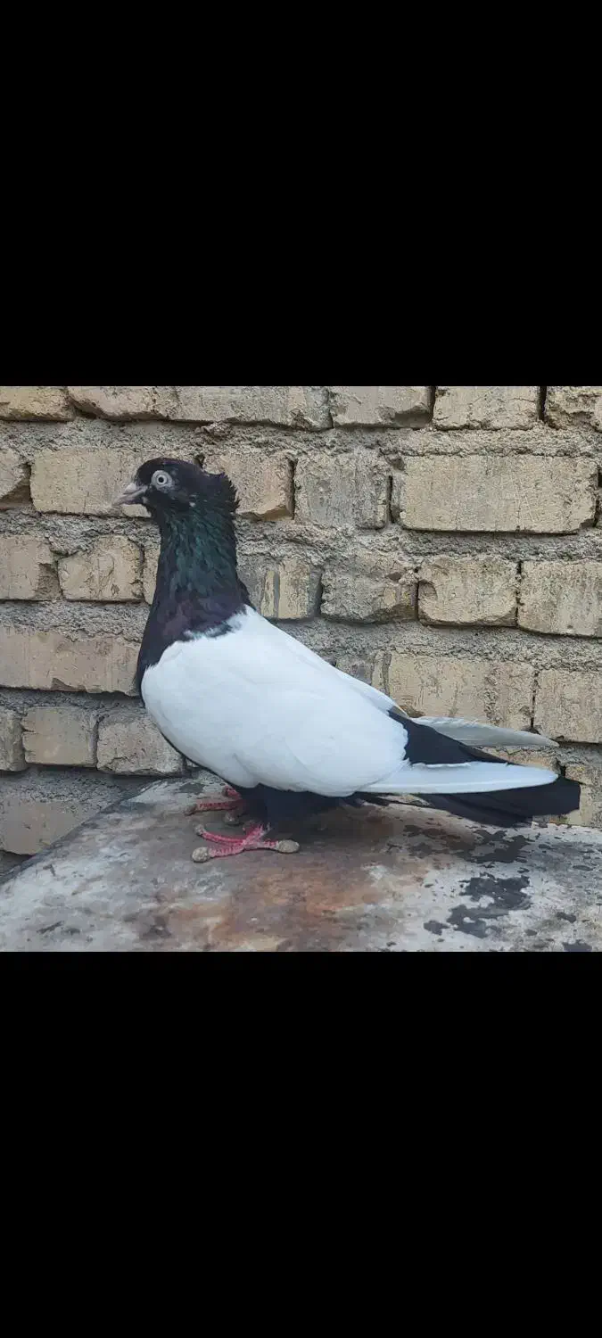کفتر کبوتر ماده|پرنده|شیراز, شهرک پرواز|دیوار