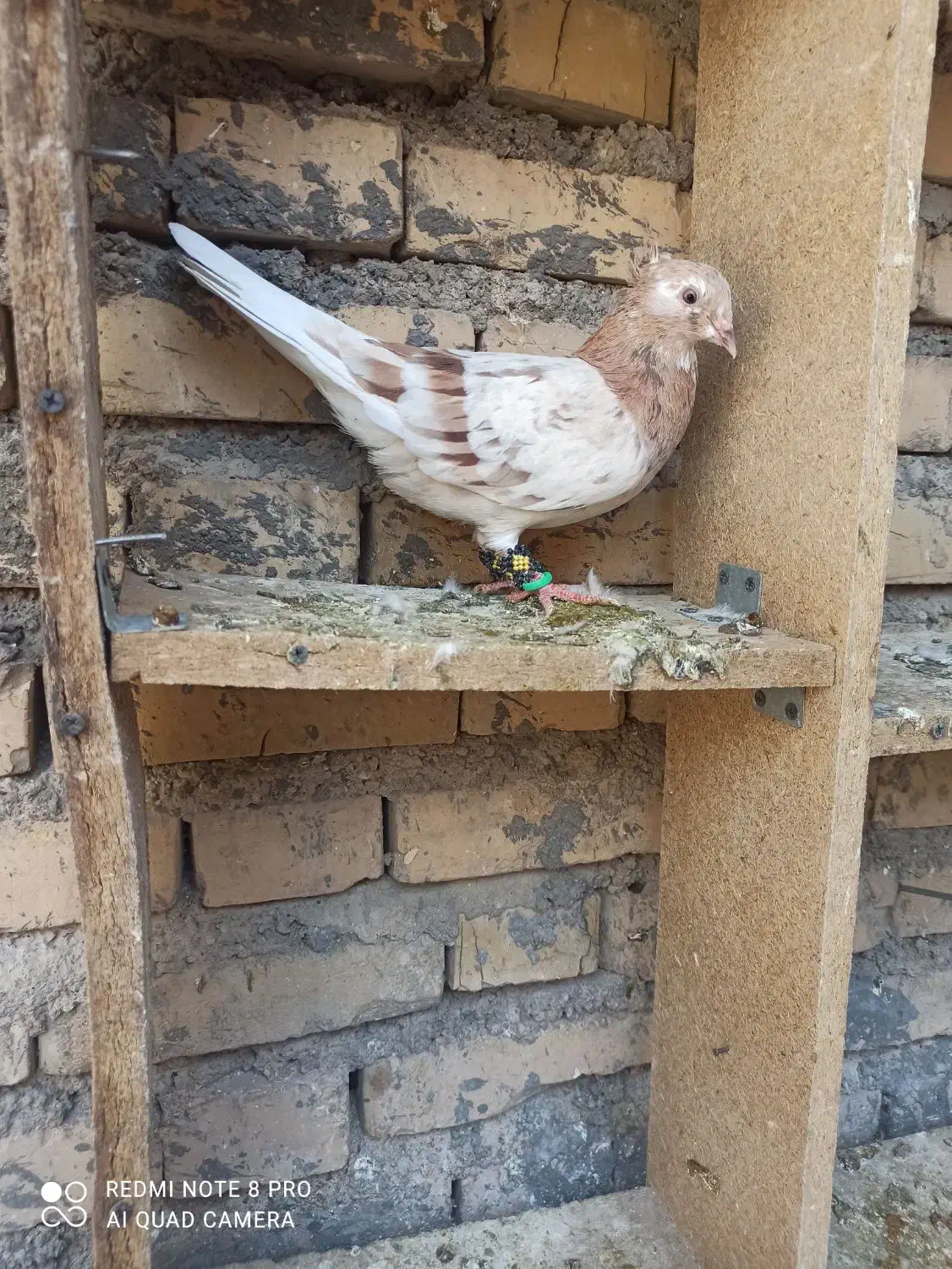 اشل کوهی زرد|حیوانات|اندیمشک, |دیوار