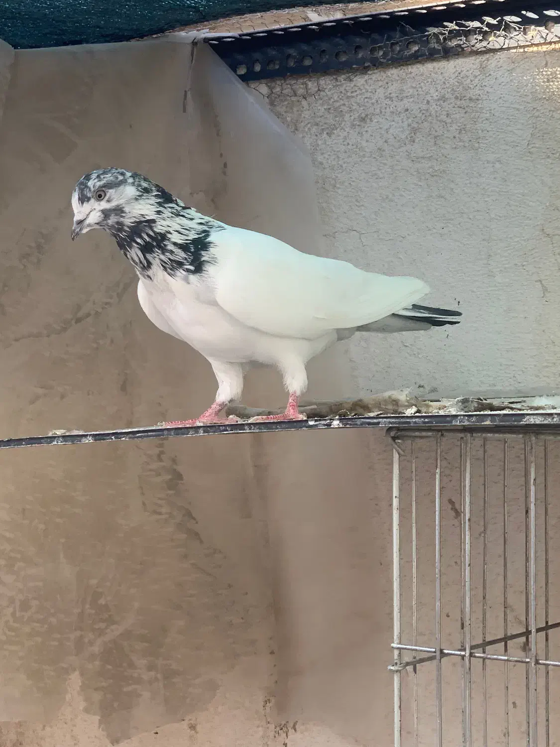 7عدد کفتر|پرنده|بندرعباس, |دیوار