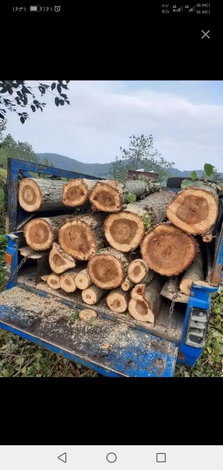 بالاترین خرید چوب و درخت باغی نقدی 7000|خدمات باغبانی و درختکاری|گرگان, |دیوار