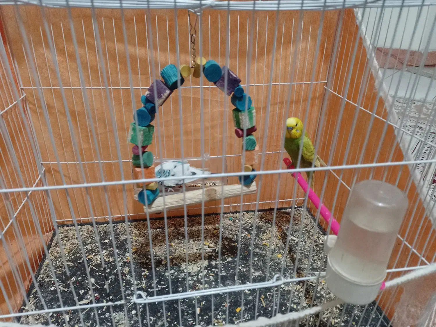 مرغ  عشق|پرنده|مشهد, حسین‌آباد|دیوار