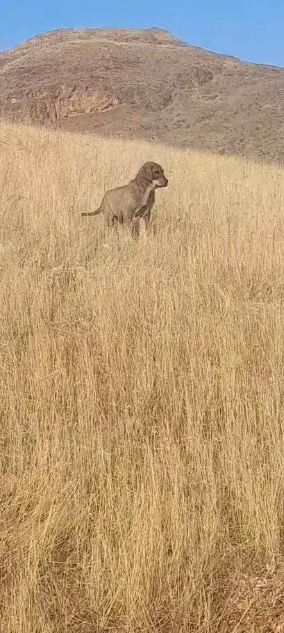 سگ پژدر|حیوانات|کلاترزان, |دیوار