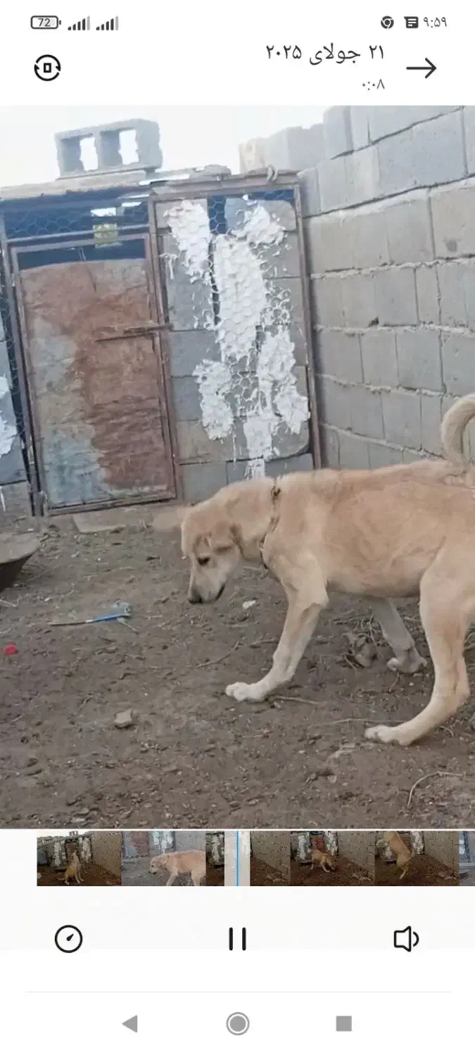 سگ گم شده در بین روستای شاهتپه ویاریجان خالصه|سگ|میاندوآب, |دیوار