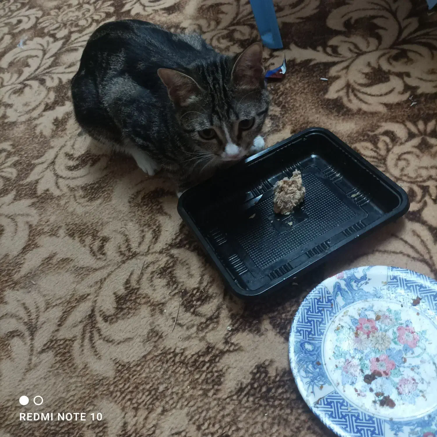 گربه خانگی|گربه|یزد, |دیوار