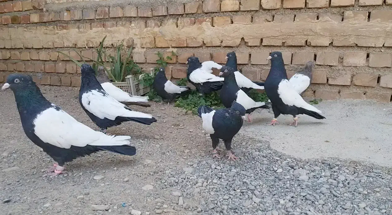 کبوتر سینه سیاه کلکسیونی جفت کت سفید|پرنده|تهران, کیانشهر|دیوار