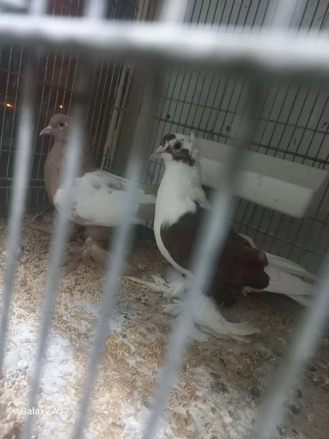 کفتر ۴عدد|پرنده|تبریز, |دیوار