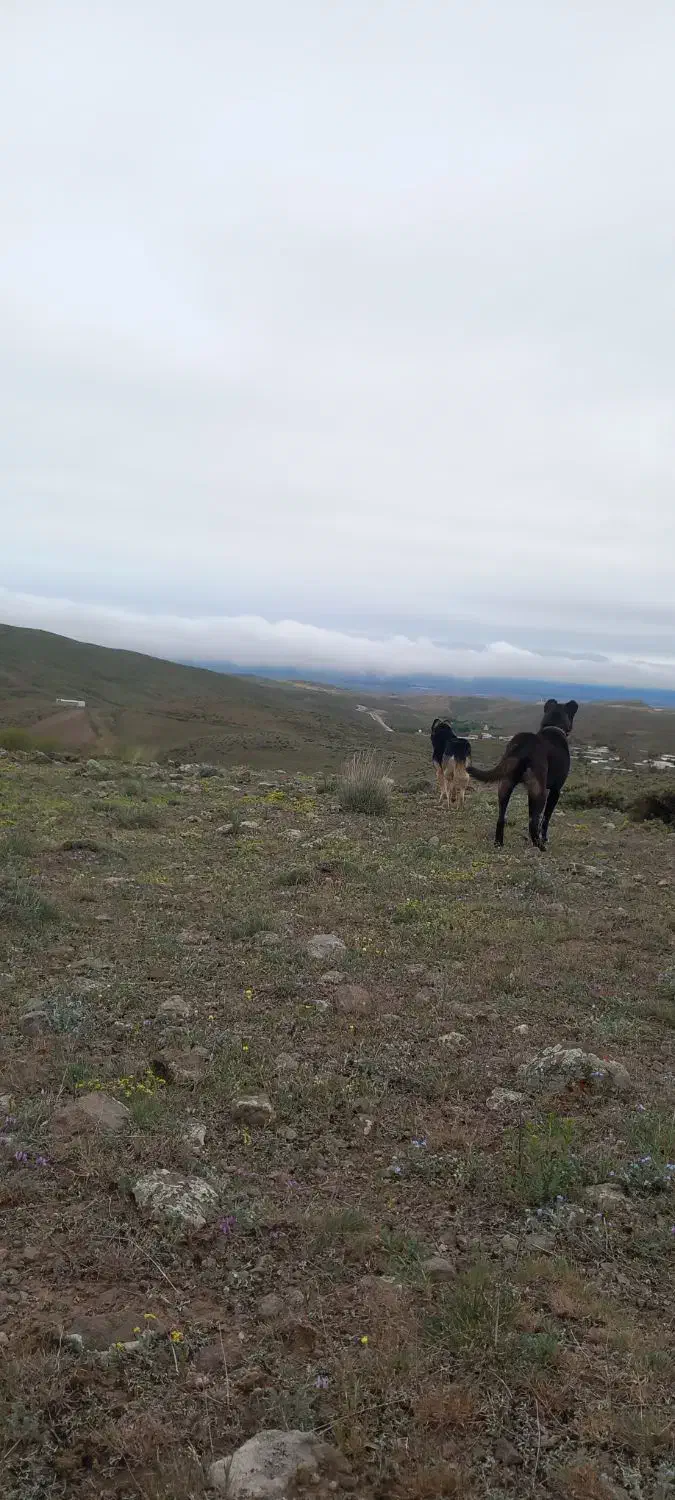 سگ گله دو رگه|سگ|نمین, |دیوار