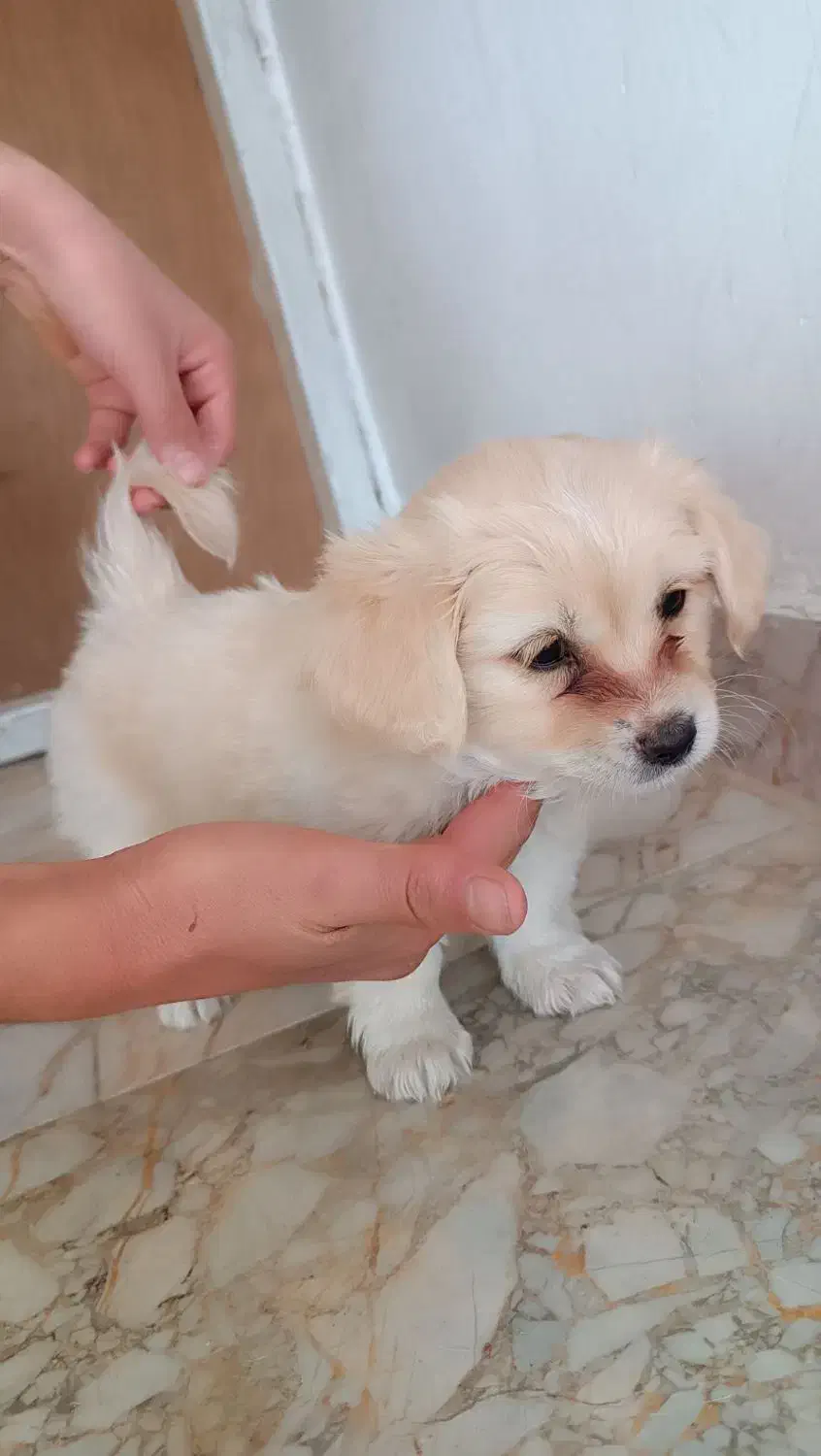 دوعدد توله سگ میکس|سگ|شیروان (خراسان), |دیوار