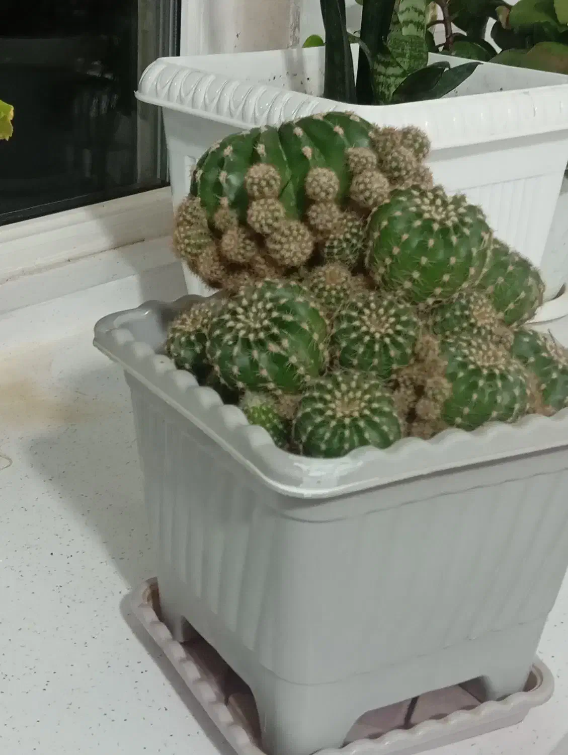 دو عدد گل زیبا|گل و گیاه طبیعی|مریوان, |دیوار