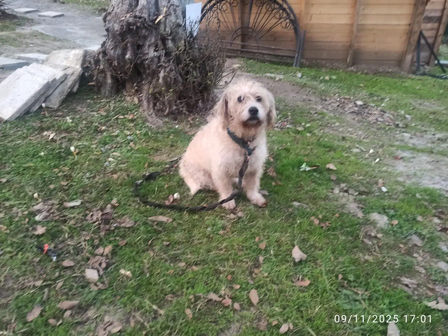 سگ شیتزو|سگ|ماسال, |دیوار