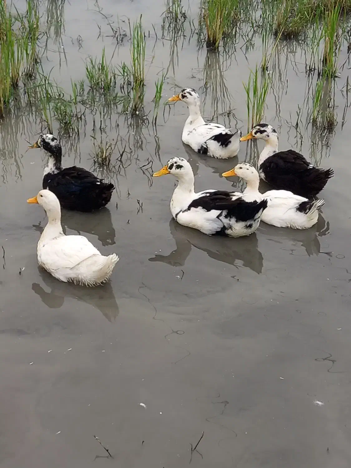 تخم اردک|حیوانات مزرعه|شفت, |دیوار