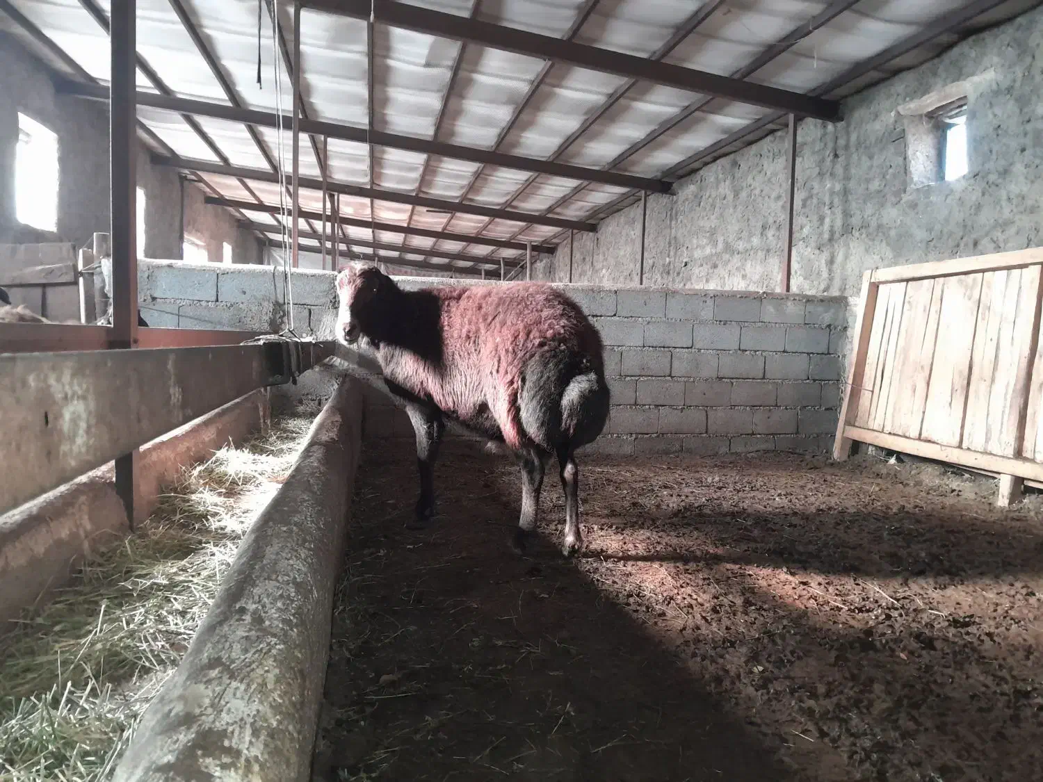 قوچ|حیوانات مزرعه|تسوج, |دیوار