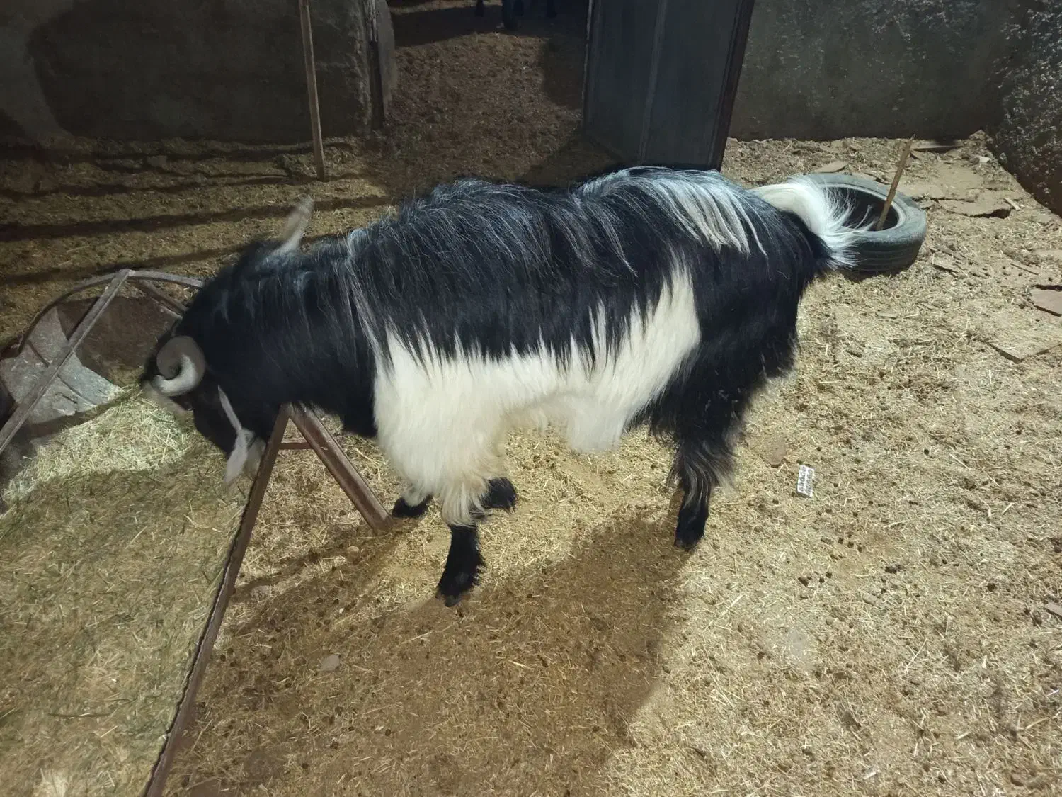 چپش‌چاق‌چاق|حیوانات مزرعه|حمیدیا, |دیوار