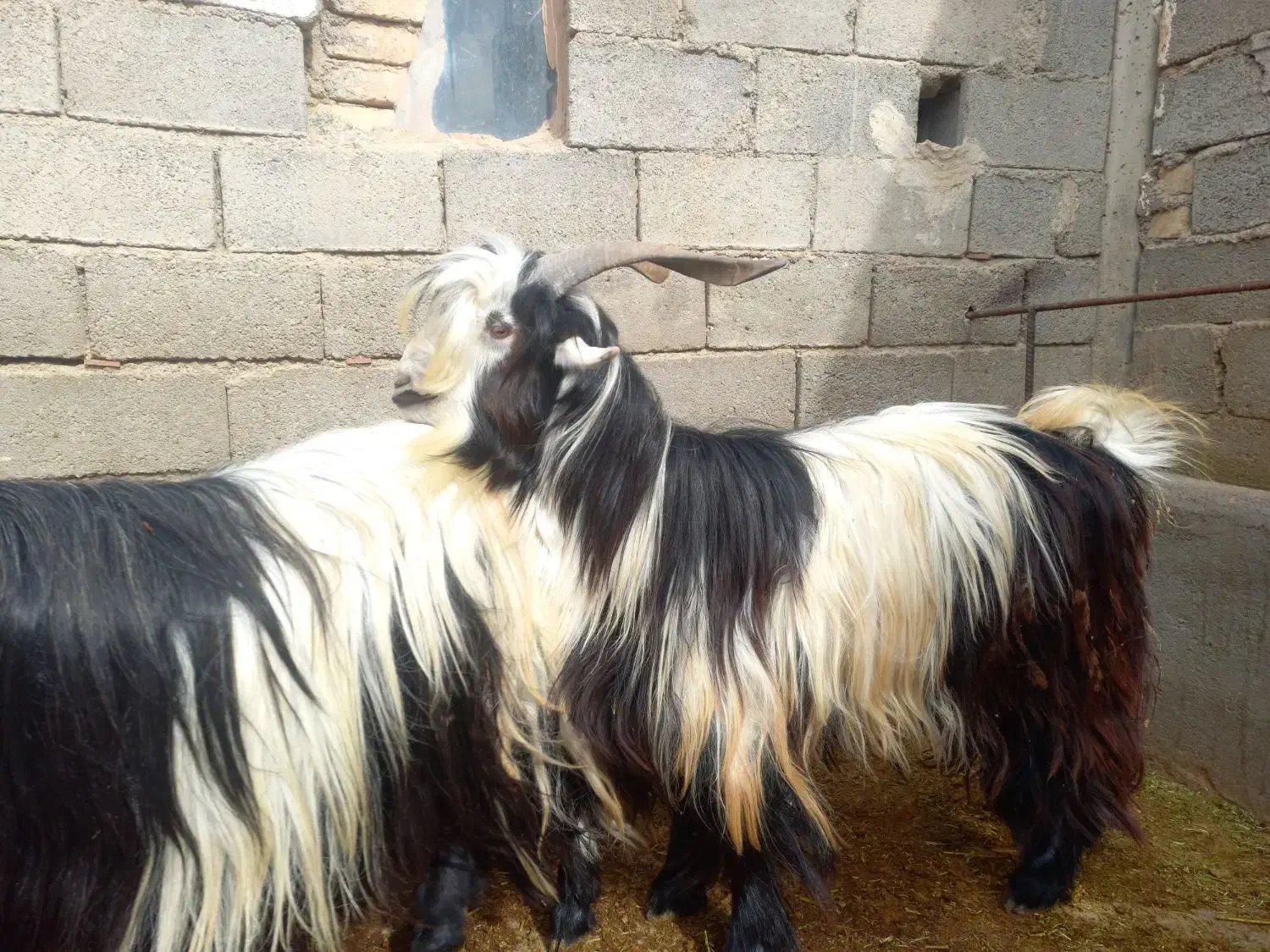 بز میش بره|حیوانات مزرعه|کوهرنگ, |دیوار