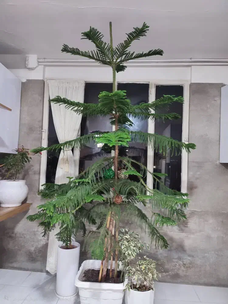 کاج خانگی|گل و گیاه طبیعی|محمدشهر, محمدشهر|دیوار