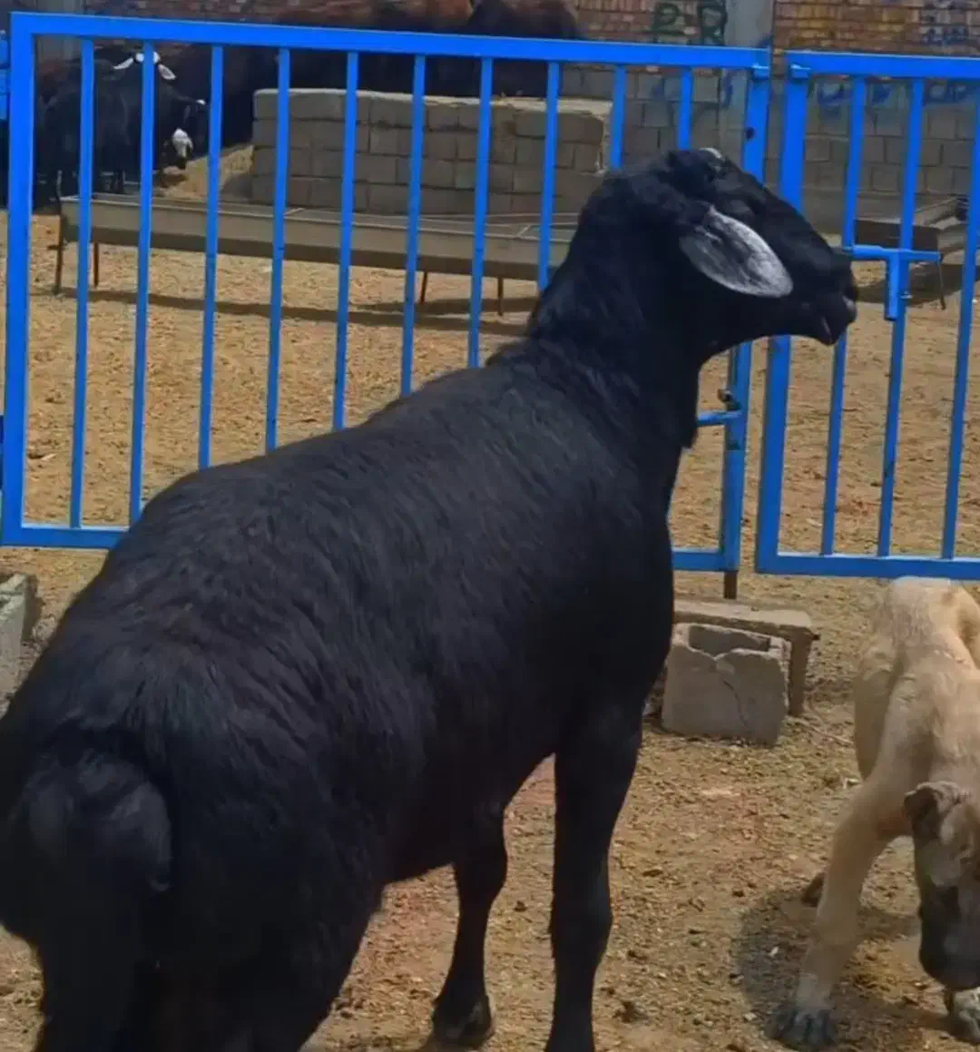 قوچ قره چال اصل موسیم|حیوانات مزرعه|ورزقان, |دیوار