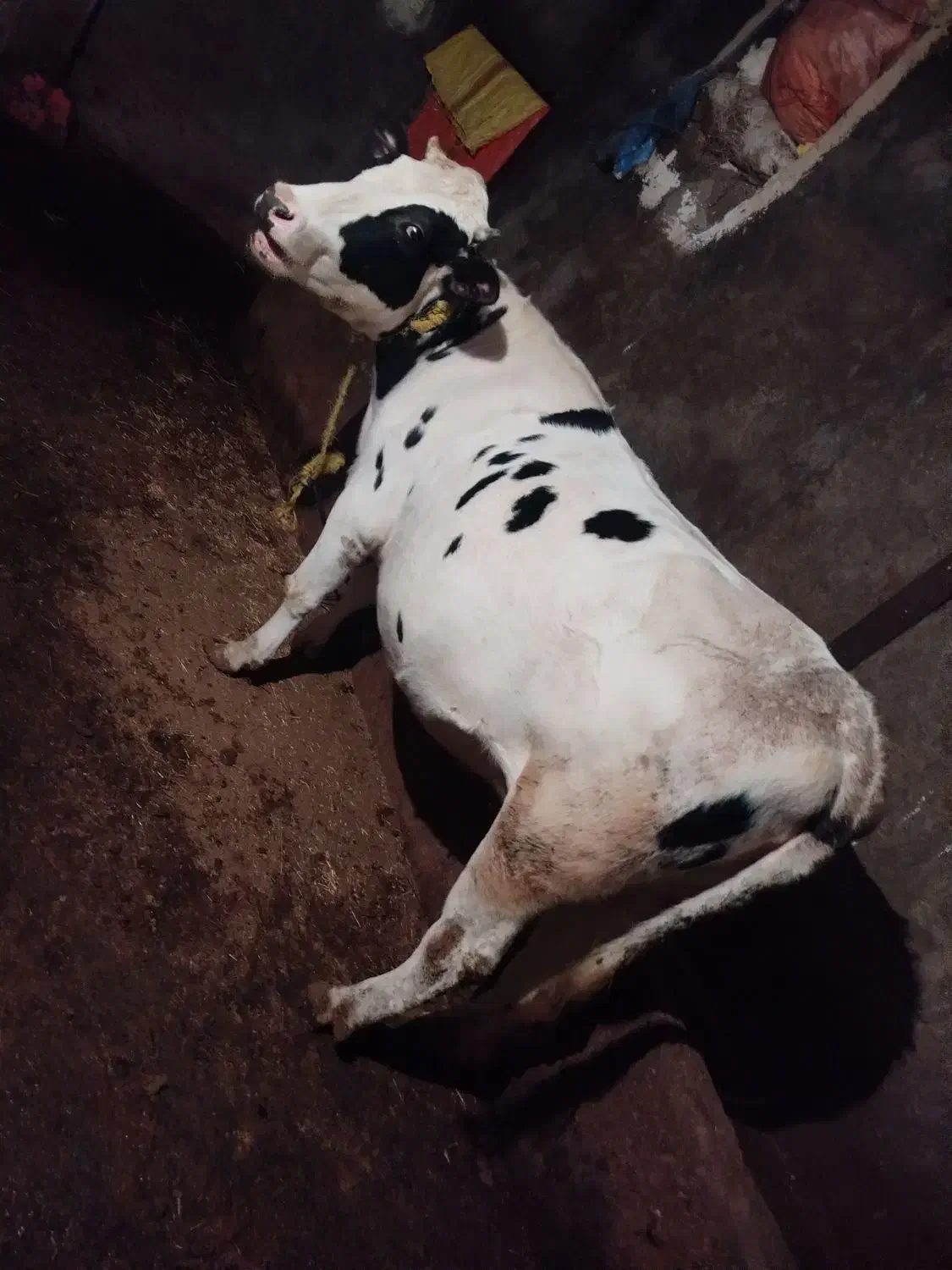 گاو|حیوانات مزرعه|هریس, |دیوار