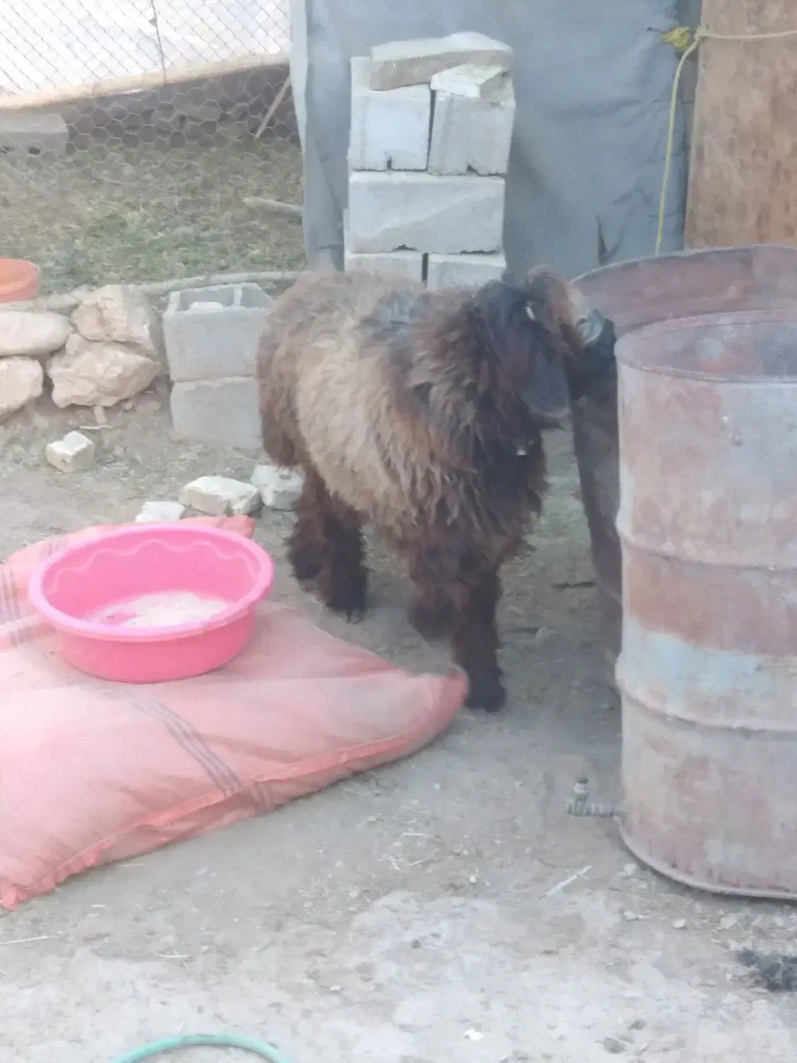 بره قوچی بختیاری|حیوانات مزرعه|بلداجی, |دیوار