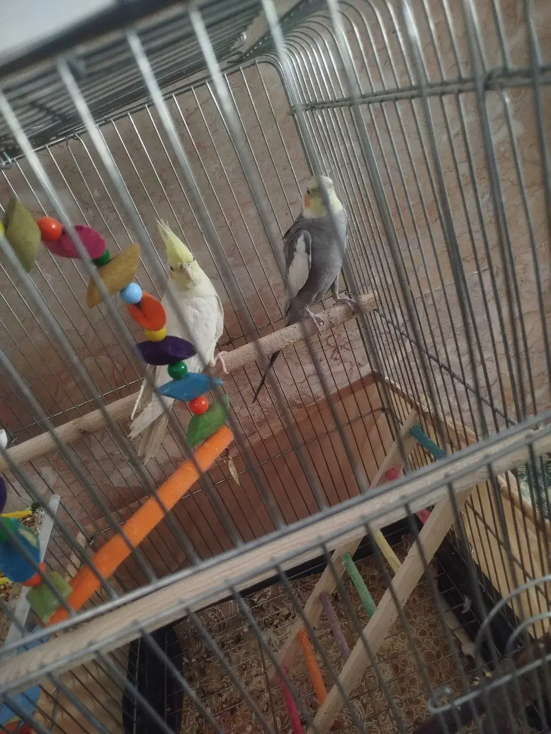 عروس هلندی|پرنده|سنندج, |دیوار