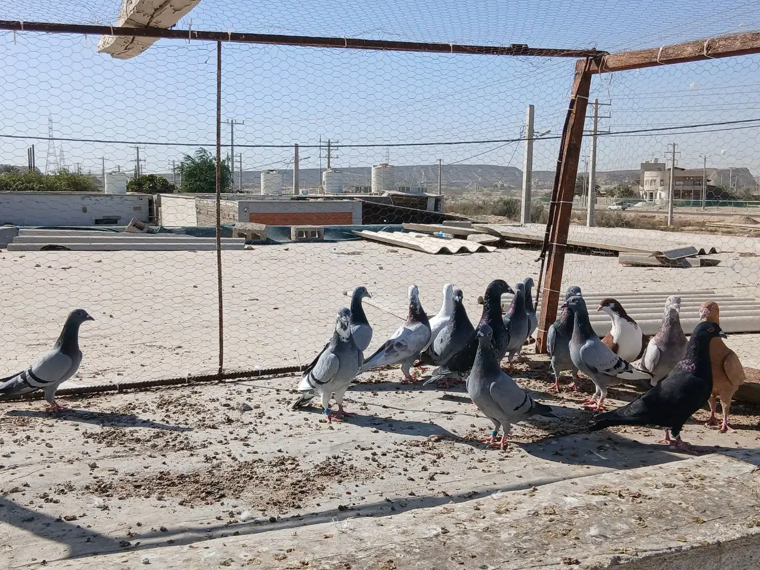 16تا پلاکی زرنگ|پرنده|قشم, |دیوار