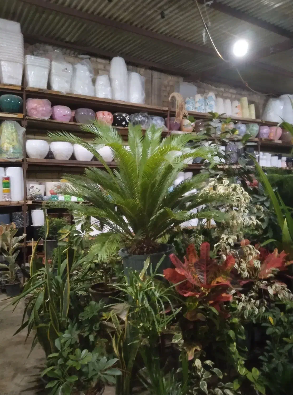 فروش انواع نهال گلهای آپارتمانی و گلدان|گل و گیاه طبیعی|شیراز, محراب|دیوار