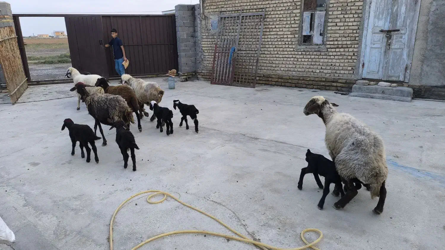 گوسفند - بره|حیوانات مزرعه|گمیشان, |دیوار