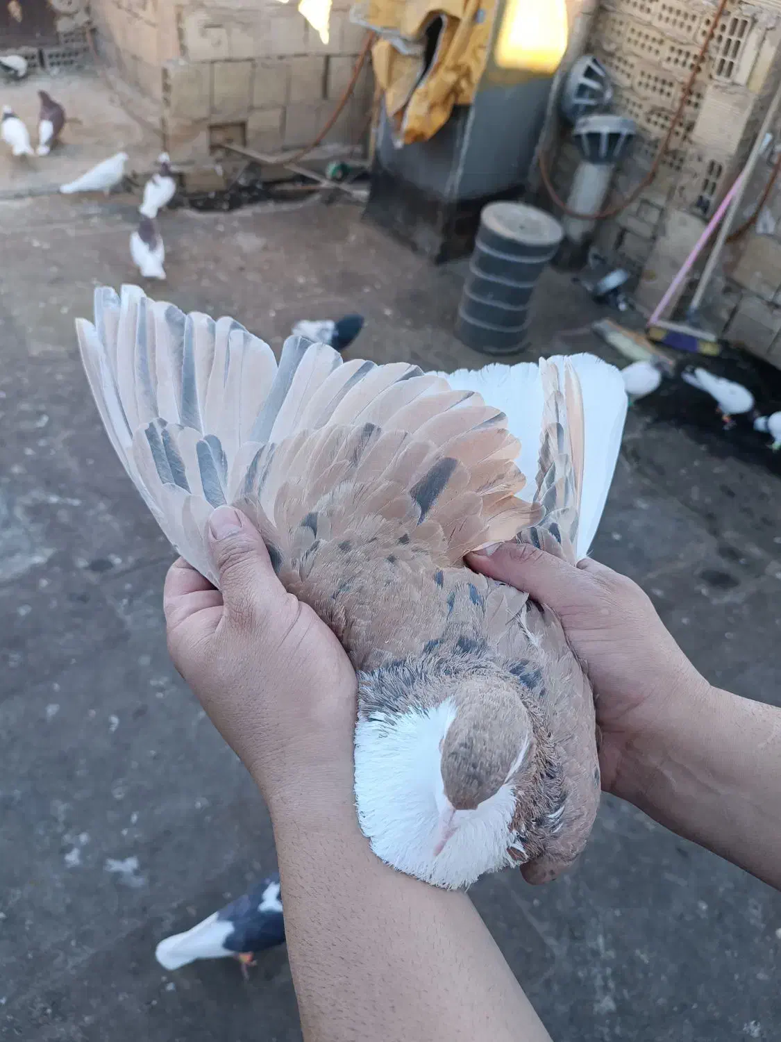 کبوترعتیقه نر|پرنده|مشهد, عامل|دیوار