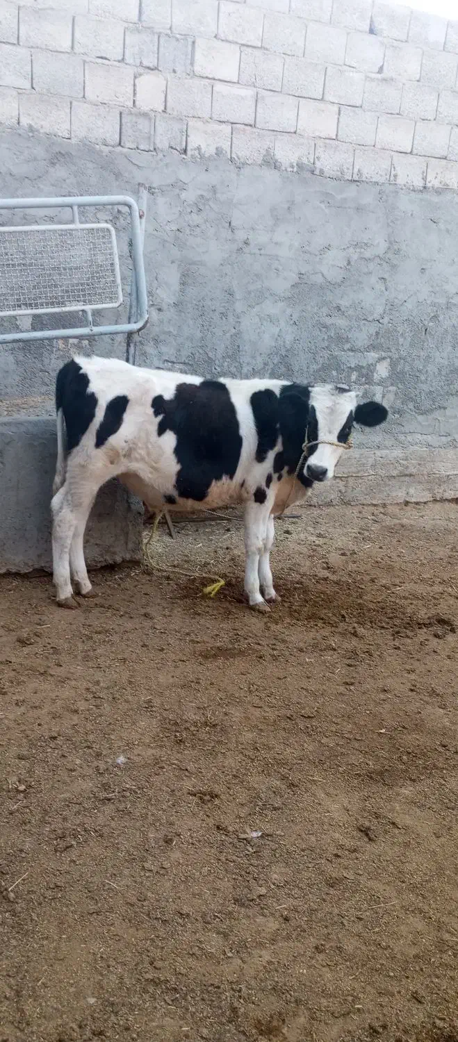گوساله نر سیمیتال مناسب پروار|حیوانات مزرعه|تیران, |دیوار