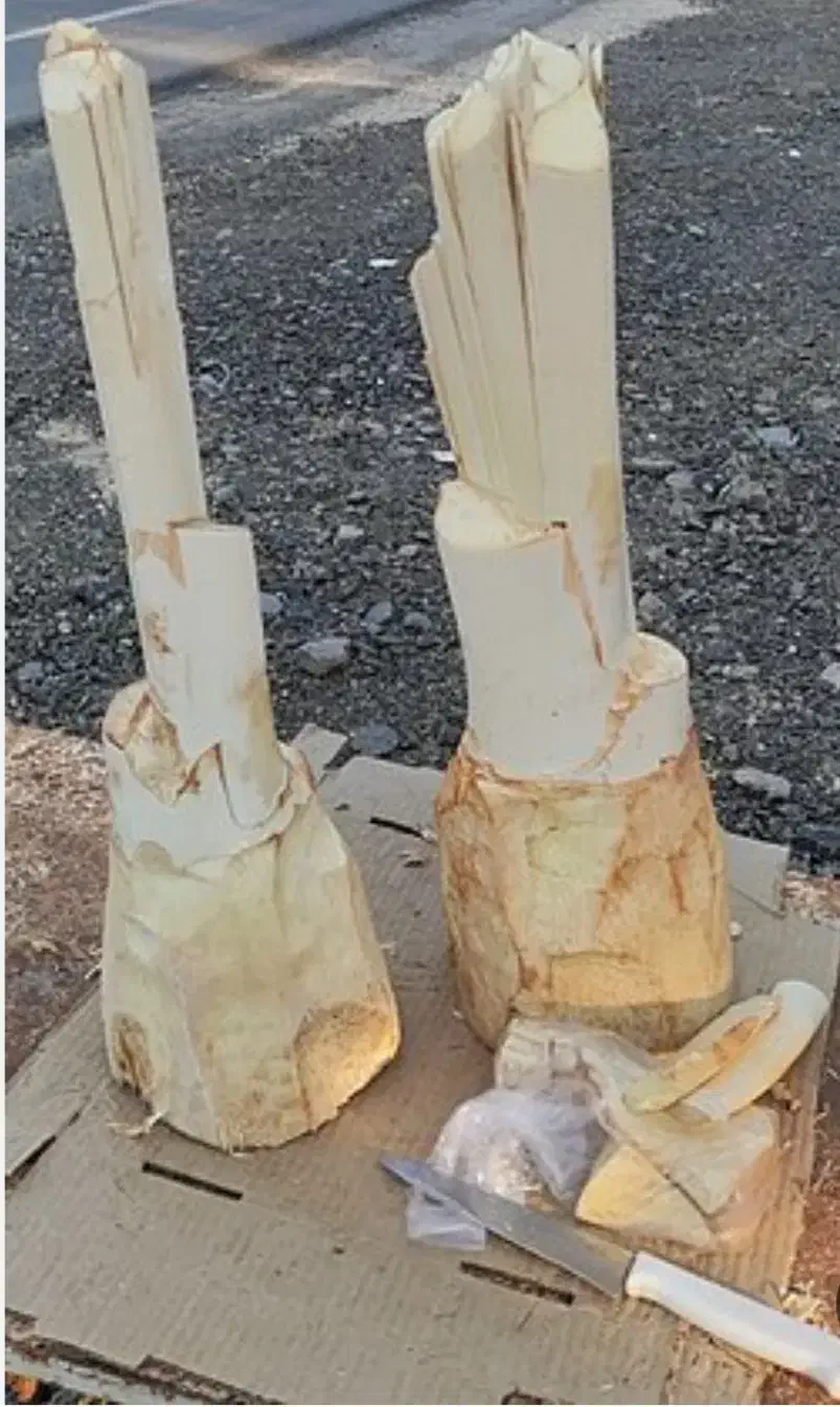 قطع درخت نخل رایگان|خدمات باغبانی و درختکاری|میناب, |دیوار