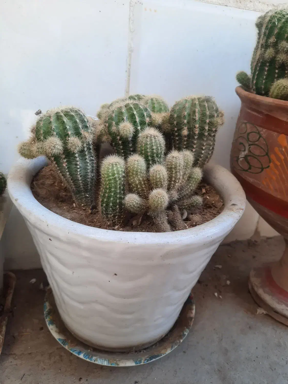 گل های طبیعی|گل و گیاه طبیعی|لالجین, |دیوار