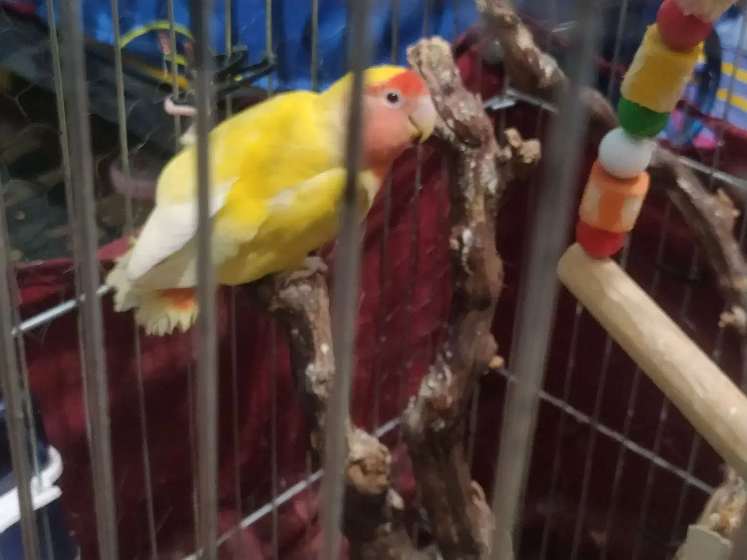 فروش 3 عدد طوطی برزیلی|پرنده|خرمشهر, |دیوار