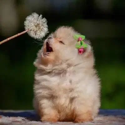 سگ پیدا شده|حیوانات|اهواز, زیتون کارمندی|دیوار