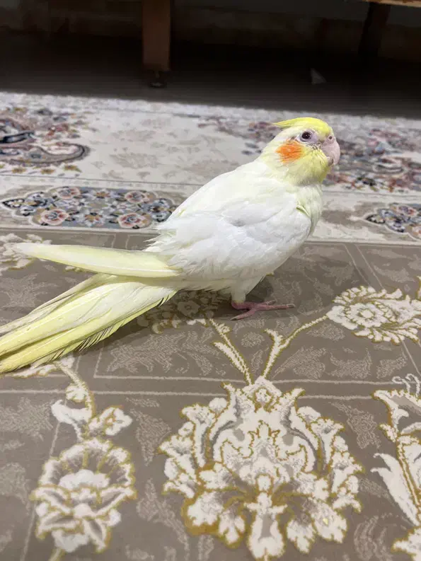 جوجه عروس هلندی|پرنده|قائمشهر, |دیوار