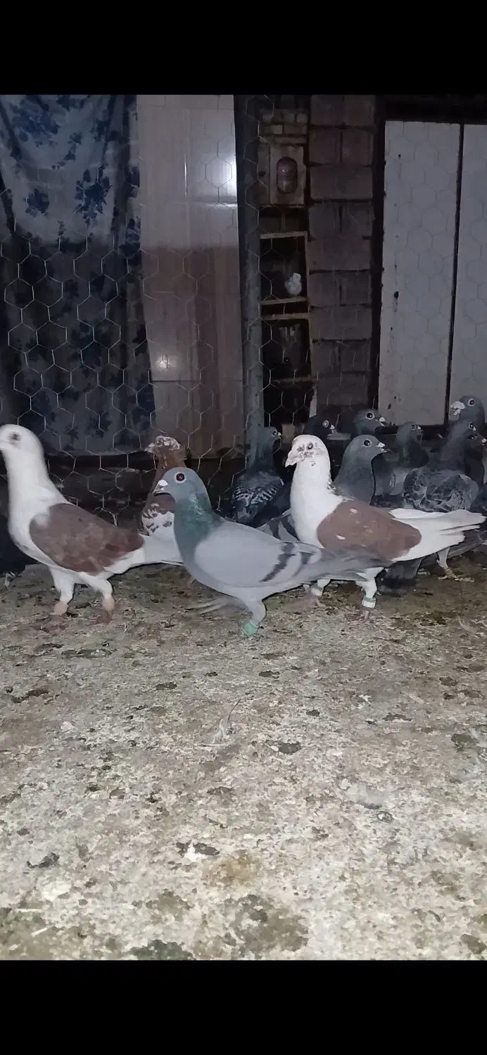 ۳۰ عدد پلاکی و دورگ|پرنده|اندیمشک, |دیوار