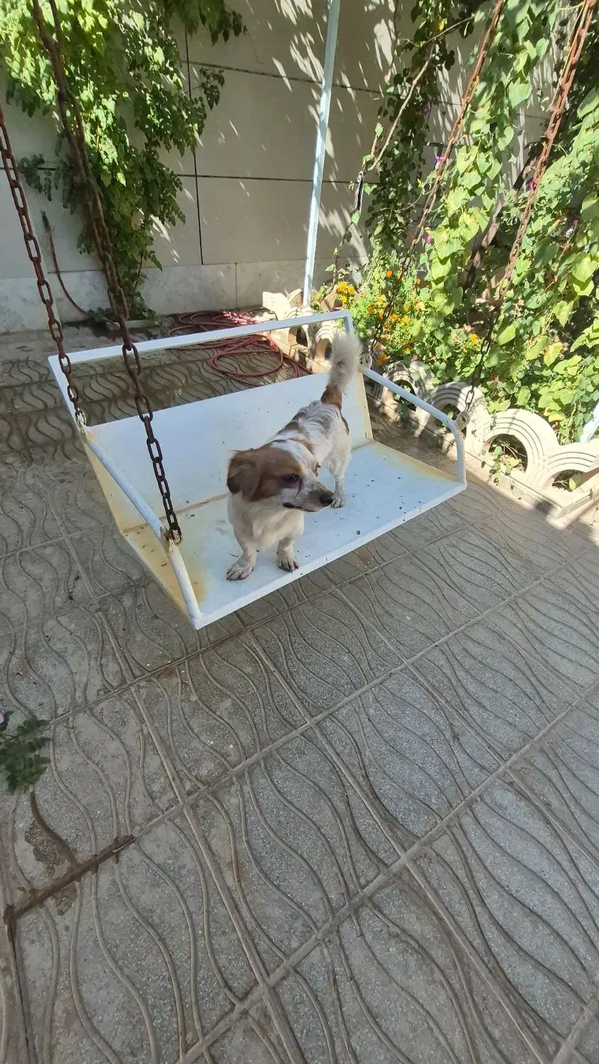 سگ اشپیتز پامر.و باکس سگ|سگ|اصفهان, ملکشهر|دیوار