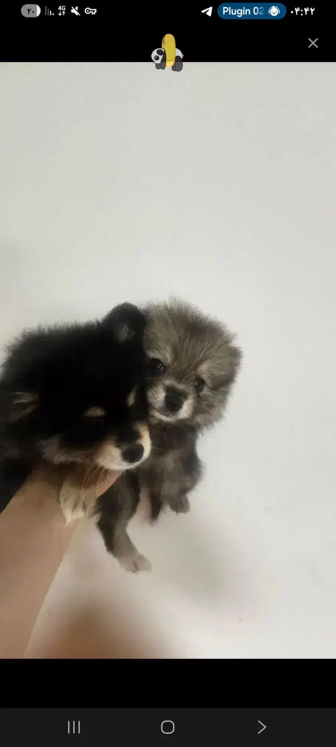 پامرروباهی|سگ|رشت, حمیدیان|دیوار