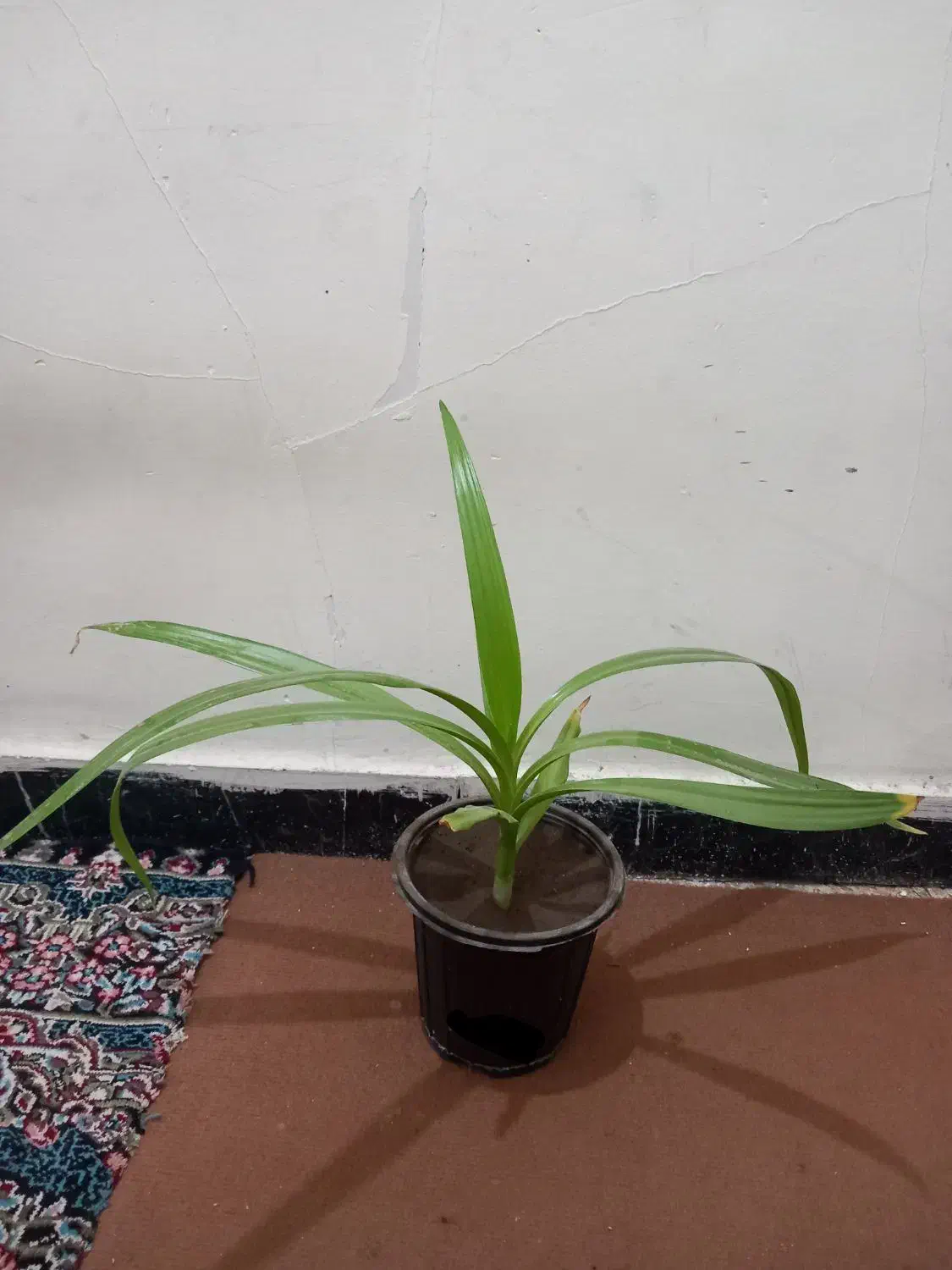 گل*برگ موزی* ۸۵ ت|گل و گیاه طبیعی|رفسنجان, |دیوار