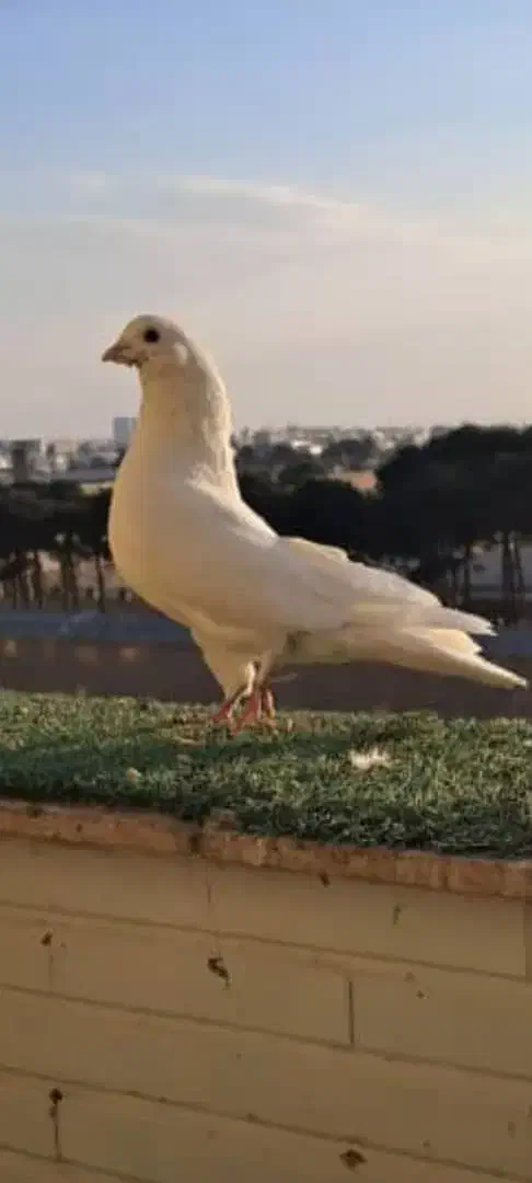 غریبگیری|حیوانات|کرج, شهرک بنفشه|دیوار