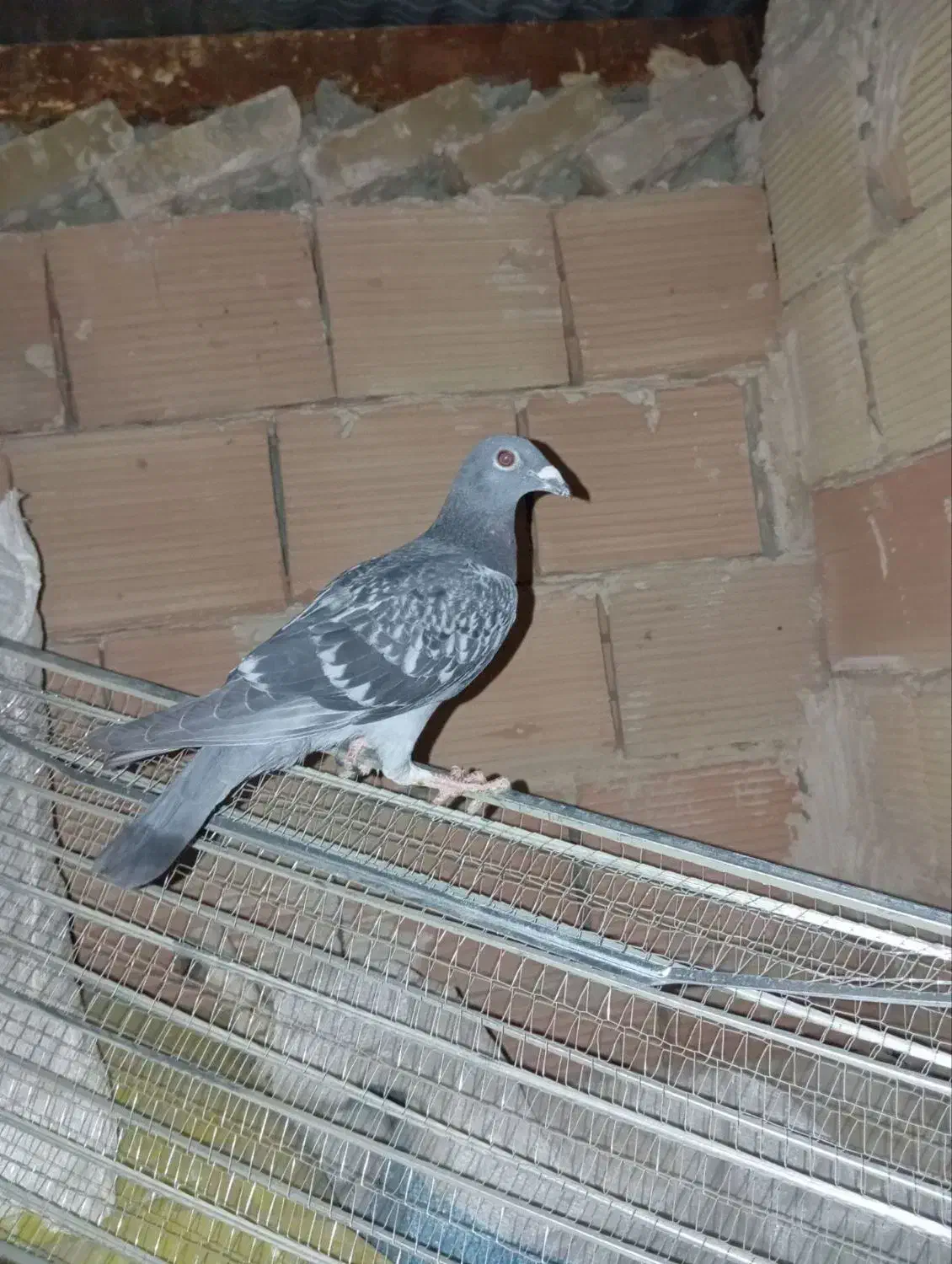 کبوتر مسافتی|پرنده|پاکدشت, پاکدشت (مامازند)|دیوار