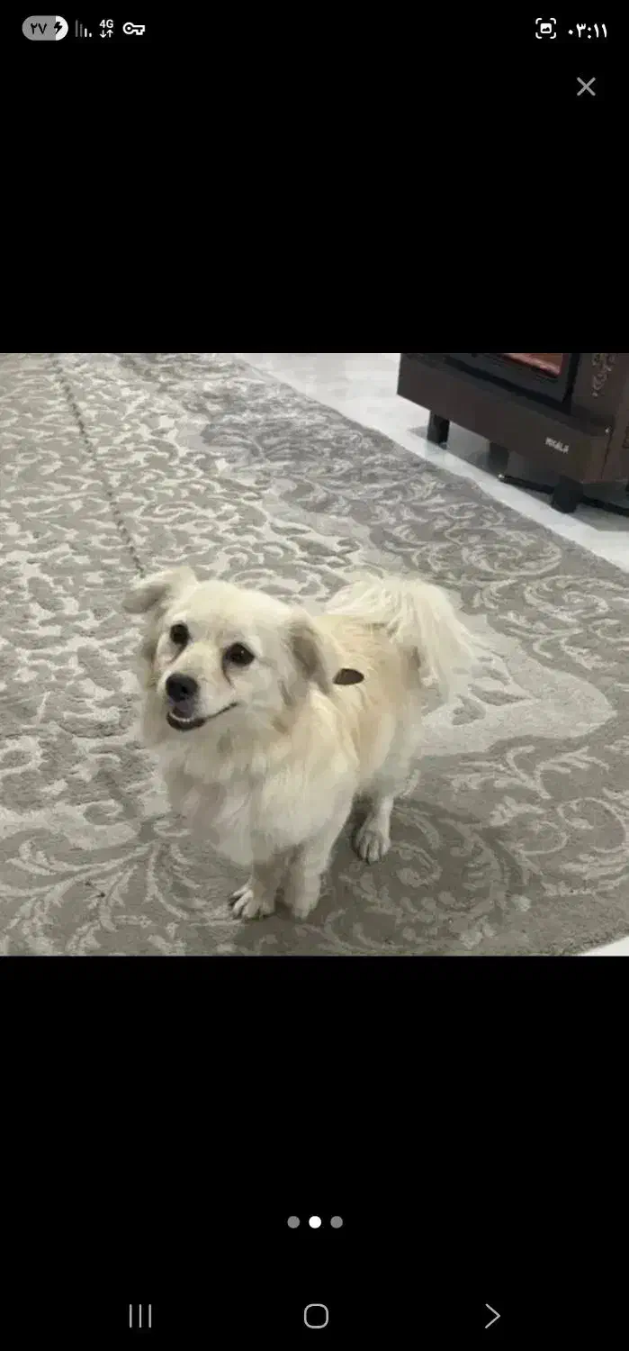 پامر اشپیدز|سگ|کرمان, |دیوار