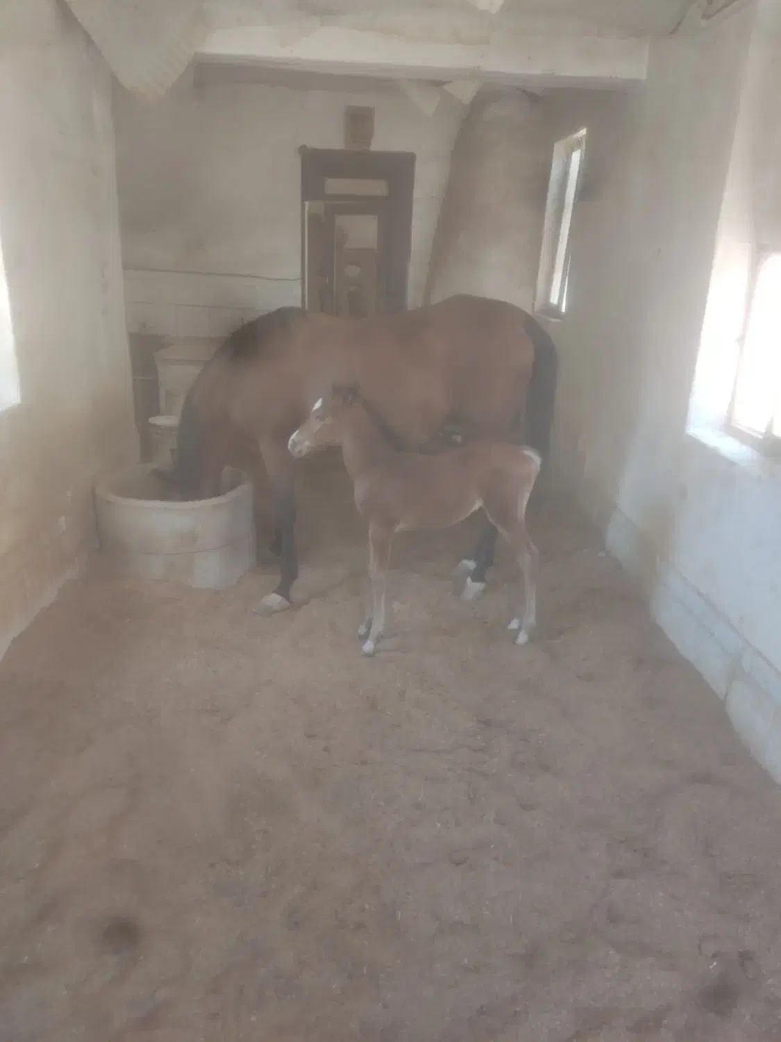 فروش مادیان کرد|اسب و تجهیزات اسب‌سواری|نجف‌آباد, ویلاشهر|دیوار