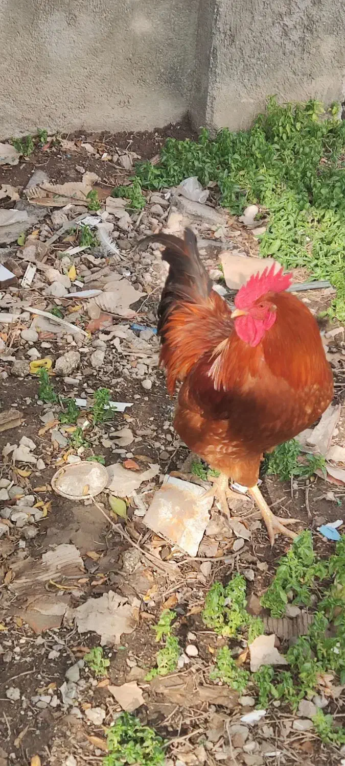 معاوضه با مرغ|حیوانات مزرعه|آزادشهر, |دیوار