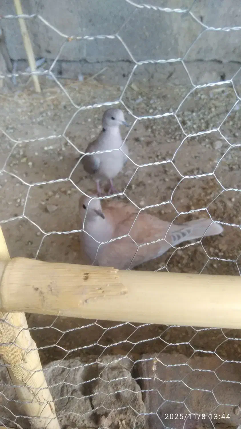 کبوتر خانگی|پرنده|کرباسک, |دیوار