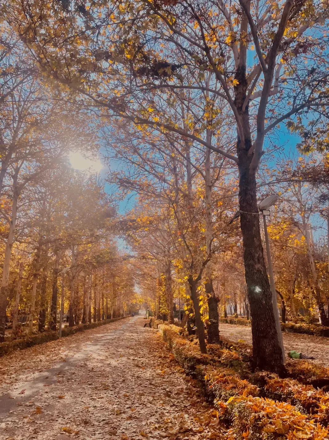 عکاسی پاییزه ویژه ابان ماه (با چاپ عکس ها و ویدیو)|خدمات پذیرایی، مراسم|بجنورد, |دیوار