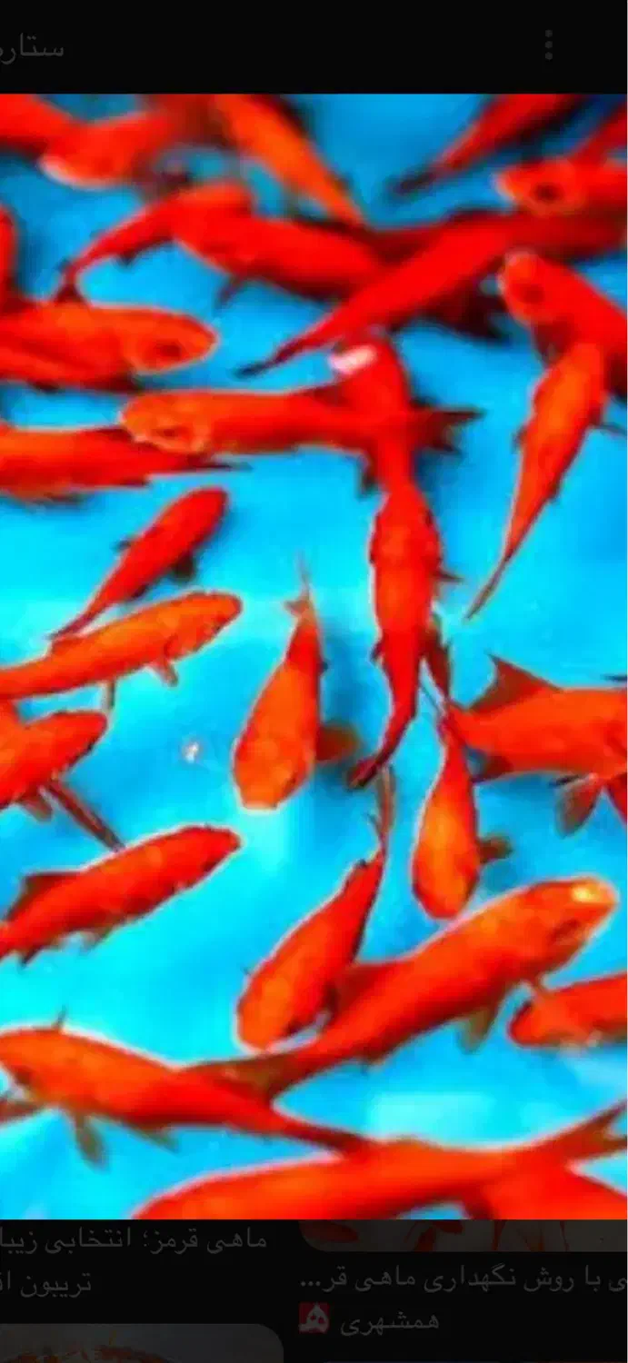 ماهی قرمز ماهی امور وکوی|ماهی|تهران, ترمینال غرب|دیوار