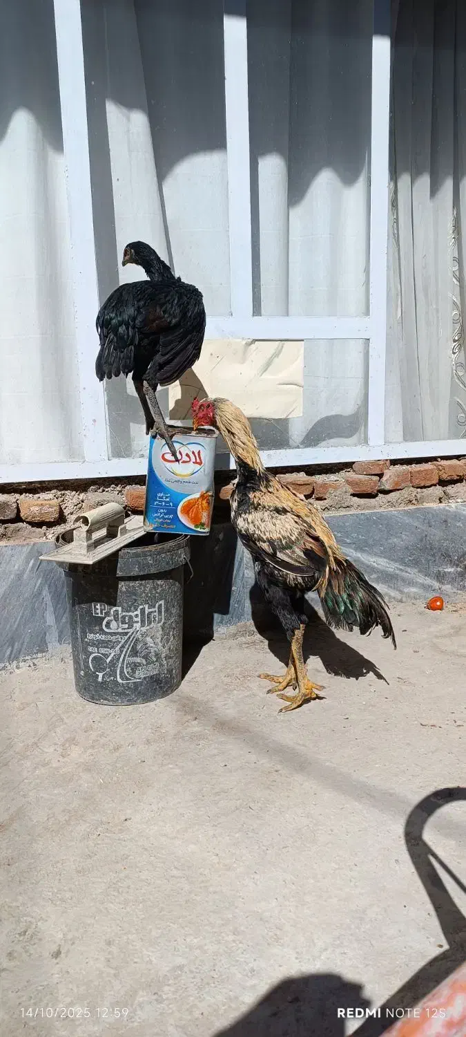 مرغ و خروس واقعا دانگ بال همانند شتر مرغ|حیوانات مزرعه|ملکان, |دیوار